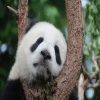 Панда доживя 21 години в зоопарк в Тайланд