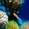 Защо умират кораловите рифове по света
